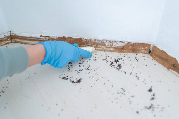 Best Local Pest Control Services  in Bard College, NY